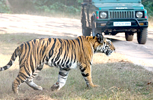 Bandhavgarh- Safaris, Wildlife Resorts Tour India