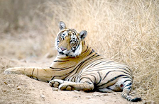 Ranthambore safari, Wildlife Resorts Tour India