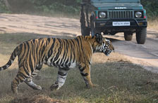 Ranthambore Tour Packages