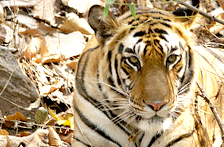 Ranthambore, Luxury North India Tour Packages 