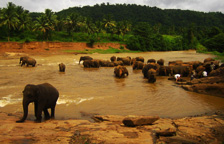 South India packages, Periyar