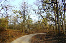 Pench, Tiger Tour packages India