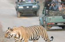 Safaris in Pench, Tiger Tour packages India