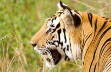 Drive Kanha, Tiger Tour packages India